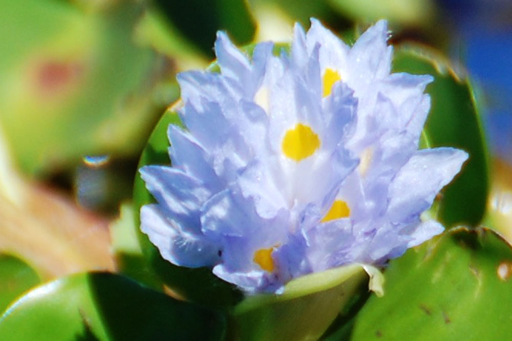 Brasile - foresta amazonica: Eichhornia sp.  e  Pontederia rotundifolia (Pontederiaceae)